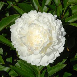 Пион Элис Хардинг (Paeonia Alice Harding)