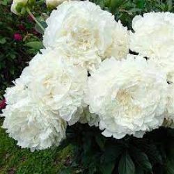 Пион Энн Казенс (Paeonia Ann Cousins).
