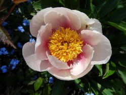 Пион Афина (Paeonia Athena)