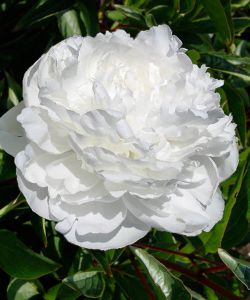 Пион Баронесса Шредер (Paeonia Baroness Schroeder)