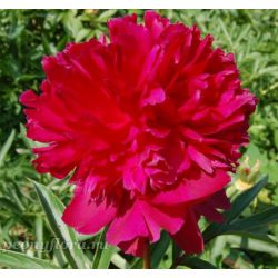 Пион Бест Мен (Paeonia Best Man)