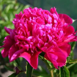 Пион Биг Бен (Paeonia Big Ben)