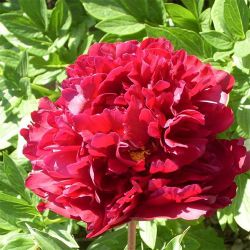 Пион Биг Ред Бумер Сунер (Paeonia Big Red Boomer Sooner)