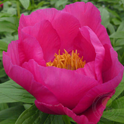 Пион Бёздей (Paeonia Birthday)