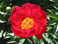 Пион Блейз (Paeonia Blaze)