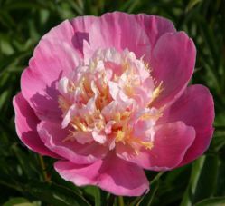 Пион Боул оф Лав (Paeonia Bowl of Love)