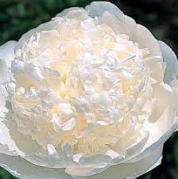 Пион Брайдл Гаун (Paeonia Bridal Gown)