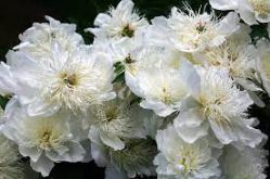 Пион Брайдс Дрим (Paeonia Brides Dream)