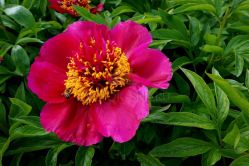 Пион Бёрст оф Джой (Paeonia Burst of Joy)