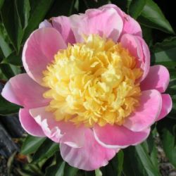 Пион Баттер Боул (Paeonia Butterbowl)