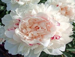 Пион Кэнди Хард (Paeonia Candy Heart)