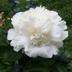 Пион Капитал Доум (Paeonia Capital Dome)