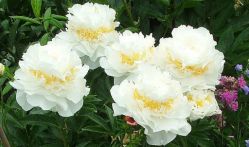 Пион Чеддер Сюрпрайз (Paeonia Cheddar Surprise)