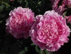 Пион Клемансо (Paeonia Clemenceau)
