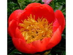 Пион Корал`Н Голд (Paeonia Coral'n Gold)