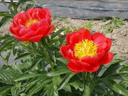 Пион Корал Мэджик (Paeonia Coral Magic)