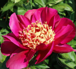 Пион Куку`с Нэст (Paeonia Cuckoo`s Nest)
