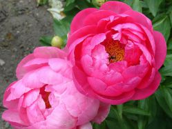 Пион Цитерия (Paeonia Cytherea)