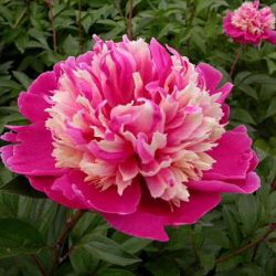 Пион Дейдрим (Paeonia Daydream)