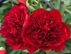 Пион Диана Паркс (Paeonia Diana Parks).