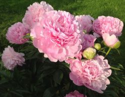 Пион Диннер Плейт (Paeonia Dinner Plate)