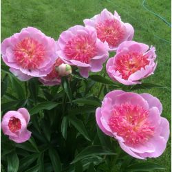 Пион Ду Телл (Paeonia Do Tell).