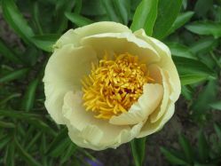 Пион Эрли Сенсейшн (Paeonia Early Sensation)
