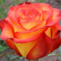 Роза крупноцветковая Full House