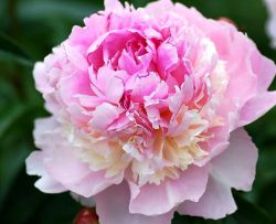 Пион Иденс Перфьюм (Paeonia Eden's Perfume)