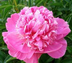 Пион Эдулис Суперба (Paeonia Edulis Superba)