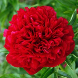 Пион Элиза Ланди (Paeonia Eliza Lundy)