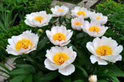Пион Элизабет Кан (Paeonia Elizabeth Cahn)