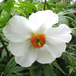 Пион Лейт Виндфлауэр (Paeonia emodi Late Windflower).