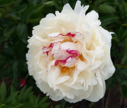 Пион Ивнинг Стар (Paeonia Evening Star)