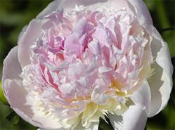 Пион Фейри Петтикоат (Paeonia Fairy's Petticoat)