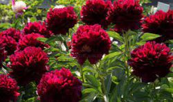 Пион Фалкон (Paeonia Falcon)