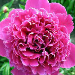 Пион Феликс Крусс (Paeonia Felix Crousse)