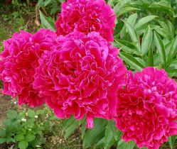 Пион Феликс Суприм (Paeonia Felix Supreme)