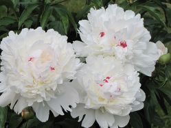 Пион Фестива Максима (Paeonia Festiva Maxima