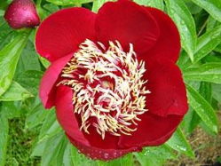 Пион Филагри (Paeonia Filagree)