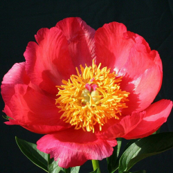 Пион Флейм (Paeonia Flame)