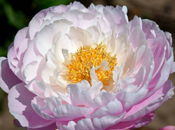 Пион Флаинг Пинк Соусер (Paeonia Flying Pink Saucer)