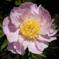 Пион Гарден Лейс (Paeonia Garden Lace)