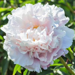 Пион Гардения (Paeonia Gardenia)