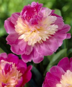 Пион Гей Пари (Paeonia Gay Paree)