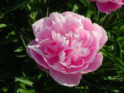 Пион Гейбордер Джун (Paeonia Gayborder June)