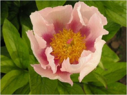 Пион Голден Фролик (Paeonia Golden Frolic)