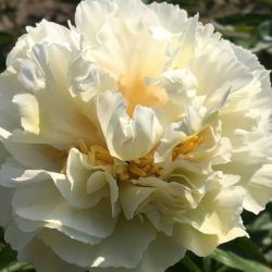 Пион Гранд Массив (Paeonia Grand Massive)