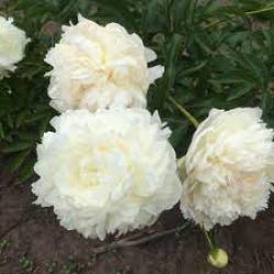 Пион Генри А. Сасс (Paeonia Henry A. Sass)