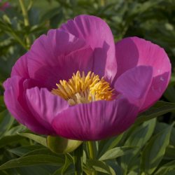 Пион Хонор (Paeonia Honor)